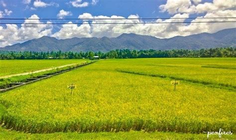 State of the Rice Sector in Central Luzon .
